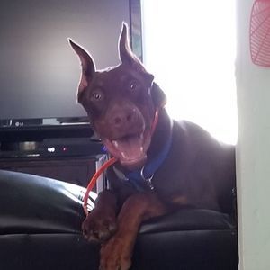 Meet your Posher, Carol